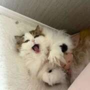 ヒメ日記 2025/09/13 16:50 投稿 まなつ 東京巨乳デリヘル おっぱいマート