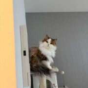 ヒメ日記 2025/10/16 09:00 投稿 まなつ 東京巨乳デリヘル おっぱいマート