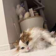 ヒメ日記 2025/11/23 03:00 投稿 まなつ 東京巨乳デリヘル おっぱいマート