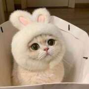 ヒメ日記 2025/11/06 20:44 投稿 花咲チロル 奴隷志願！変態調教飼育クラブ本店