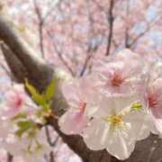 ヒメ日記 2025/04/01 18:01 投稿 春田 葵 人妻セレブ宮殿