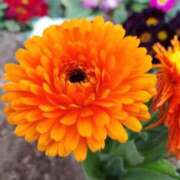 みあ 🌼小さな幸せ見ぃつけたッ🌼 奥様特急　池袋・大塚店