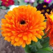 みあ 🌼小さな幸せ見ぃつけたッ🌼 奥様特急　上野・鶯谷店