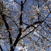 ヒメ日記 2026/03/29 11:04 投稿 るい 濃厚即19妻