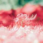 ヒメ日記 2025/09/04 13:32 投稿 三田　うあ ベルサイユの薔薇