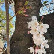 ヒメ日記 2025/04/06 19:04 投稿 花形うるか 皇帝別館（こうていべっかん）