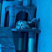 ヒメ日記 2025/04/19 14:45 投稿 せな 若葉