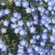 ヒメ日記 2025/05/02 17:41 投稿 きゅうい 和風パブ大江戸