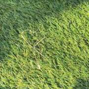 ヒメ日記 2025/06/11 11:08 投稿 じゅん sweet kiss