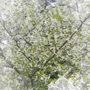 ヒメ日記 2026/04/08 17:04 投稿 渚 クレア Canx2京都店