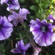 ヒメ日記 2025/05/24 16:30 投稿 ゆず 逆痴漢