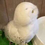 ヒメ日記 2025/04/24 20:35 投稿 りほ E+アイドルスクール