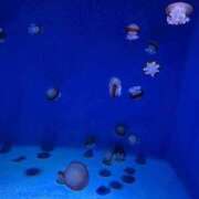 ヒメ日記 2025/09/17 20:30 投稿 りほ E+アイドルスクール