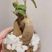 ヒメ日記 2026/01/18 15:28 投稿 りほ E+アイドルスクール