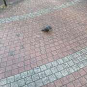 ヒメ日記 2026/01/29 18:26 投稿 りほ E+アイドルスクール