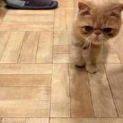 ヒメ日記 2025/04/02 20:05 投稿 えり バニラシュガー古河店