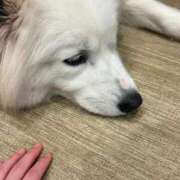 ヒメ日記 2026/08/09 13:37 投稿 えり バニラシュガー古河店