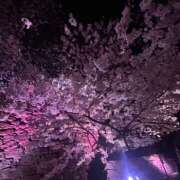 ヒメ日記 2025/04/02 19:37 投稿 ツユリ【♥超ロリ！お口マ●コ♥】 ドMなバニーちゃん和歌山店