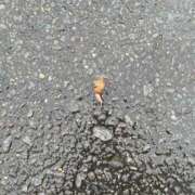 ヒメ日記 2025/04/02 04:00 投稿 つぐみ あのスパ茨木・枚方店