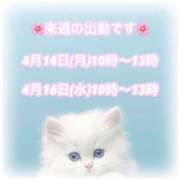 ヒメ日記 2025/04/11 19:34 投稿 下川にこ(しもかわにこ) 五十路マダムエクスプレス厚木店(カサブランカグループ)