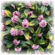 ヒメ日記 2025/04/12 12:58 投稿 下川にこ(しもかわにこ) 五十路マダムエクスプレス厚木店(カサブランカグループ)