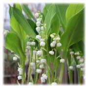 ヒメ日記 2025/04/18 08:20 投稿 下川にこ(しもかわにこ) 五十路マダムエクスプレス厚木店(カサブランカグループ)