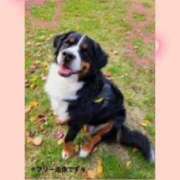 ヒメ日記 2025/05/03 07:16 投稿 下川にこ(しもかわにこ) 五十路マダムエクスプレス厚木店(カサブランカグループ)