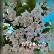 ヒメ日記 2025/05/23 07:52 投稿 下川にこ(しもかわにこ) 五十路マダムエクスプレス厚木店(カサブランカグループ)