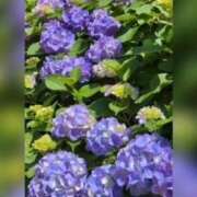 ヒメ日記 2025/05/29 13:56 投稿 下川にこ(しもかわにこ) 五十路マダムエクスプレス厚木店(カサブランカグループ)