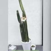 ヒメ日記 2025/07/02 11:46 投稿 下川にこ(しもかわにこ) 五十路マダムエクスプレス厚木店(カサブランカグループ)