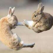 しほ 笨ｨ諱ｩ霑斐＠笨ｨ ミルキーラテ