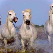 ヒメ日記 2026/01/02 19:26 投稿 しほ ミルキーラテ