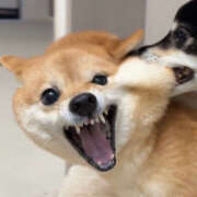 ヒメ日記 2026/01/23 19:00 投稿 しほ ミルキーラテ