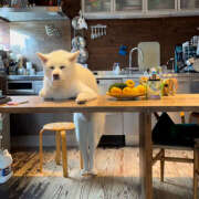 ヒメ日記 2026/03/10 13:57 投稿 しほ ミルキーラテ