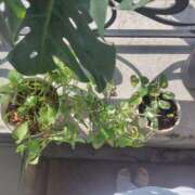 ヒメ日記 2026/04/11 09:04 投稿 りょう 奥鉄オクテツ神奈川店（デリヘル市場グループ）