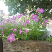 ヒメ日記 2025/07/11 08:30 投稿 空(そら) エッチな熟女(広島)