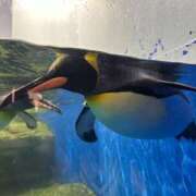 ヒメ日記 2025/06/24 18:07 投稿 りり レモンカフェ