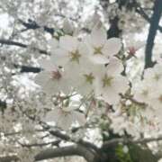 ヒメ日記 2025/04/03 08:00 投稿 めい あとりえ(ATELIER)