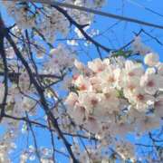 ヒメ日記 2025/04/08 12:26 投稿 かや アクトレス池袋店(ユメオト)