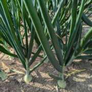 ヒメ日記 2025/05/14 10:16 投稿 ルイ★新人 人妻生レンタル-石巻-