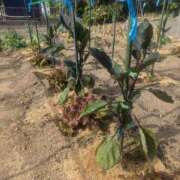 ヒメ日記 2025/06/11 10:38 投稿 ルイ★新人 人妻生レンタル-石巻-