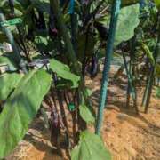 ヒメ日記 2025/07/09 10:16 投稿 ルイ★新人 人妻生レンタル-石巻-