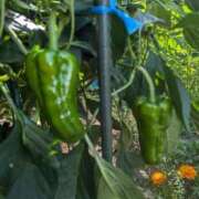 ヒメ日記 2025/08/25 10:06 投稿 ルイ★新人 人妻生レンタル-石巻-