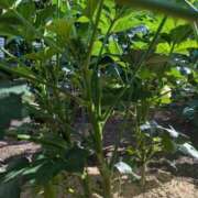 ヒメ日記 2025/08/27 10:16 投稿 ルイ★新人 人妻生レンタル-石巻-