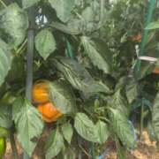 ヒメ日記 2025/09/15 10:16 投稿 ルイ★新人 人妻生レンタル-石巻-