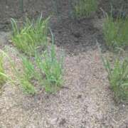 ヒメ日記 2025/09/24 10:16 投稿 ルイ★新人 人妻生レンタル-石巻-