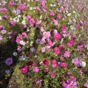 ヒメ日記 2025/11/17 10:16 投稿 ルイ★新人 人妻生レンタル-石巻-