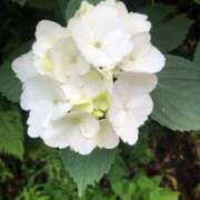 ヒメ日記 2025/06/06 08:28 投稿 七瀬ふうか ウフフな40。ムフフな50。。（横浜ハレ系）