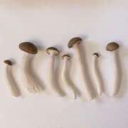 ヒメ日記 2026/03/24 19:02 投稿 七瀬ふうか ウフフな40。ムフフな50。。（横浜ハレ系）