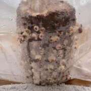 ヒメ日記 2026/03/27 09:57 投稿 七瀬ふうか ウフフな40。ムフフな50。。（横浜ハレ系）